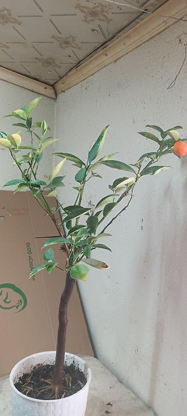 Лимоны: Продаю сортовые цитрусовые растения - ГРЕЙПФРУТ ДУНКАН 130см высота — 6