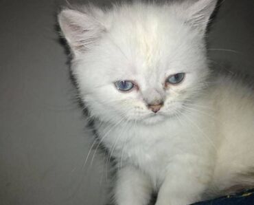 Cats: Britanska kratkodlaka mačka Čistokrvni, dobre genetike, naučeni na