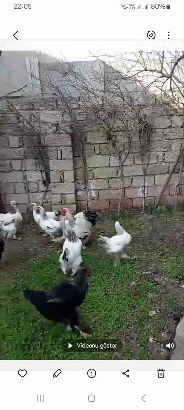 Cücələr: Toyuq, Brama, Damazlıq, Ünvandan götürmə