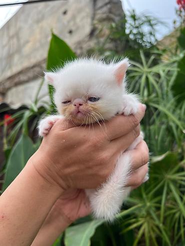 Животные: Ağ tüklü, qısa tüklü, mavi/boz gözlü ev pişiyi balaları. - Rəng: tam — 4