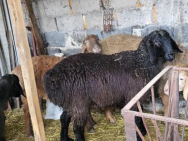 Баран, овца: Продаю | Баран (самец) | Гиссарская, Эдильбаевская, Арашан | Для разведения | Племенные, Осеменитель at lalafo.kg — 2 Баран, овца: Продаю | Баран (самец) | Гиссарская, Эдильбаевская, Арашан | Для разведения | Племенные, Осеменитель — 2