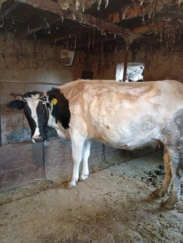 корова дойный: Продаю | Корова (самка) | Полукровка | Для молока | Стельные