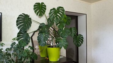 Другие комнатные растения: Монстера 4000 Замиокулькас/долларовое дерево 1200 Шефлера 2000 Драцена