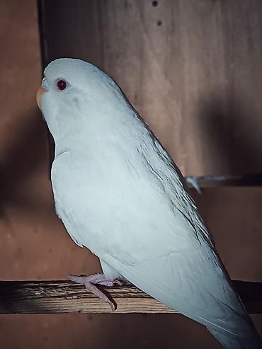 tutuquşlar: Məhsul: Dalğıç papağanlar (budaq papağanı/budgerigar) Xüsusiyyətlər — 3
