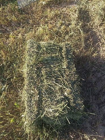 Тюковые пресс-подборщики: Пресс подпорщик 7 зуб эки дөгөлөк жаңы салынган аппарат флажок болуп at lalafo.kg — 11 Тюковые пресс-подборщики: Пресс подпорщик 7 зуб эки дөгөлөк жаңы салынган аппарат флажок болуп — 11