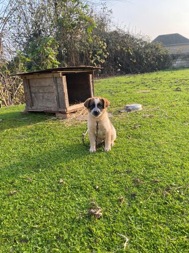 İtlər: Alabay, 1 ay, Erkek, Cütləşmə üçün, Ünvandan götürmə — 3