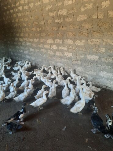 Другие птицы: Pekin ordeyi 45gunluk