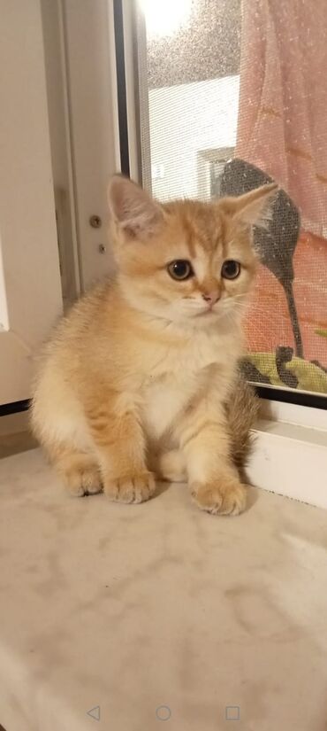 котик в добрые руки: Qızıl şinşilla, Erkək, Ünvandan götürmə