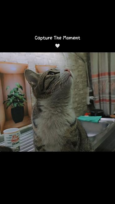 возьму щенка: Отдаём в добрые руки кошку. Ей один год, к лотку приучена. Кушает — 4