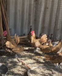 фиолетовый волнистый попугай купить: Продаю | Петух | Для разведения at lalafo.kg фиолетовый волнистый попугай купить: Продаю | Петух | Для разведения