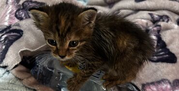 Отдам даром кошку: Кошка даром: Бенгальская, 1 месяц, Мальчик