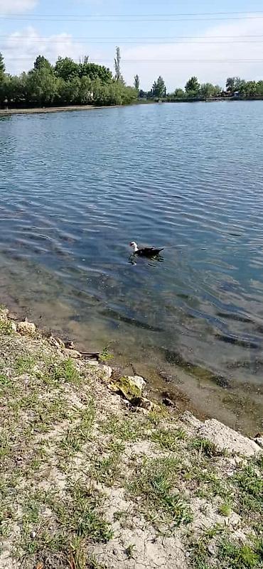 Torpaq sahələrinin satışı: 14 sot, Biznes üçün, Mülkiyyətçi, Kupça (Çıxarış) -da lalafo.az — 15 Torpaq sahələrinin satışı: 14 sot, Biznes üçün, Mülkiyyətçi, Kupça (Çıxarış) — 15