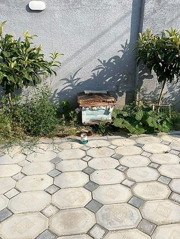 arı yuvası: Keçən ilin arisidir.Saglam ailedir.Cemi 1 yesikdir.Hazirda üstünde 6 — 1