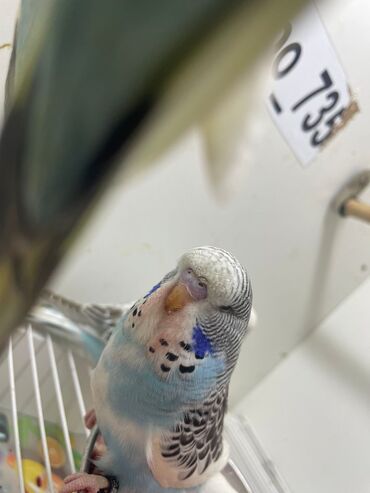 Tutuquşları: Bülbül (dalmatin naxışlı, mavi-ağ rəng çaları) – əhliləşdirilmiş — 15