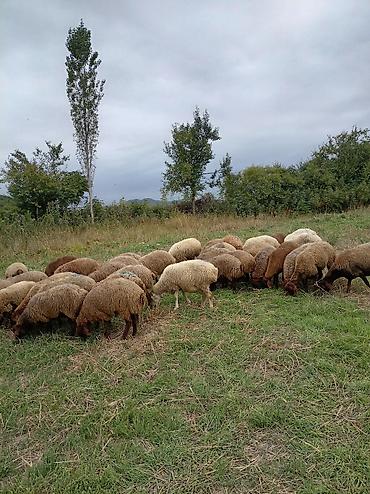 coban iti adlari: Salam 35 qoyun hamsı cavan seçmə qoyunlardı ikisi baladır qalanarda — 2
