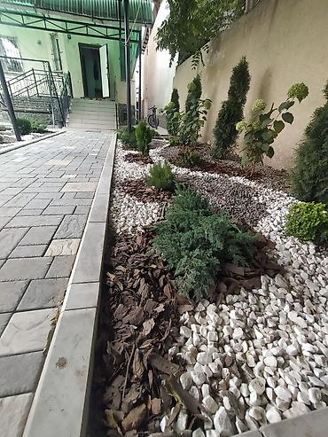 Другие услуги: Озеленение Участков с нуля и под ключ. Автоматические системы полива — 22