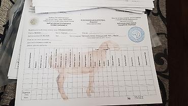 баранина живой: Продаю | Ягненок | Арашан — 7