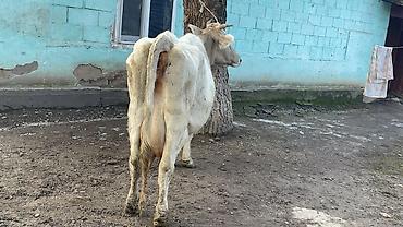 Коровы, быки: Продаю | Корова (самка) | Швицкая | Для молока — 13