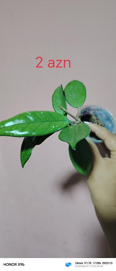 гул койгуч: Otaq bitkiləri şitilləri - Sukulent (kiçik qara plastik dibçəkdə) — 2