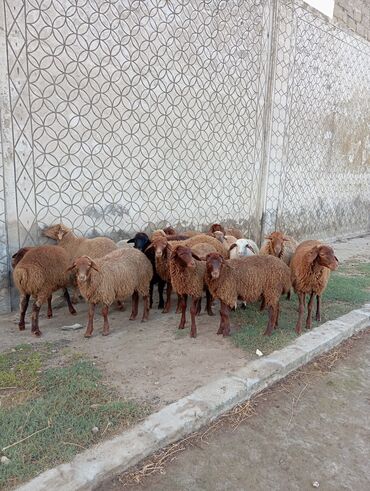 tap az ucuz qoyunlar: Dişi, il: 1, 35 kq, Damazlıq, Südlük, Ətlik, Ünvandan götürmə