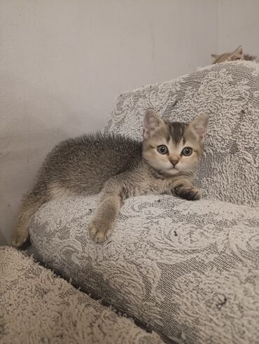 ağ pişiy: Britan, Erkək, Dişi, Yaxşı əllərə, Ünvandan götürmə, Ödənişli çatdırılma