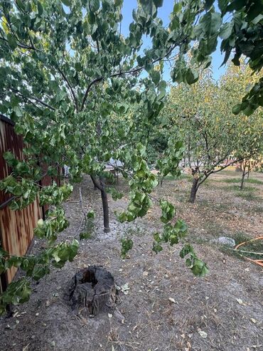 Продажа домов: Дом, 120 м², 5 комнат, Собственник, Евроремонт at lalafo.kg — 8 Продажа домов: Дом, 120 м², 5 комнат, Собственник, Евроремонт — 8