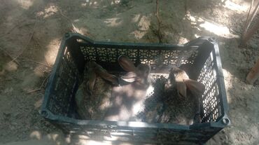 Dovşanlar: Üç ədəd qəşən dovşan satılır. Bu üçünün qiymətidir — 5