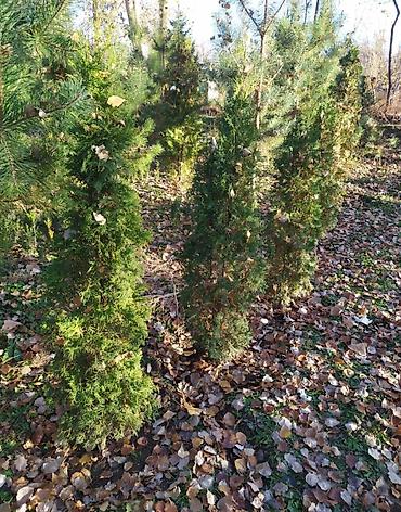 Декоративные деревья: Продаются ели голубые, зелёные, вечнозелёные самшиты, туи, сосны — 11