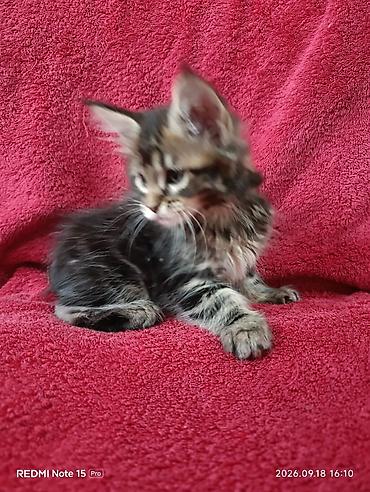 жаныбарлар ат: Мейн-Куны 🥰🥰🥰. Продаются котята Рысята ♥️ Чистокровные, Шикарные — 3