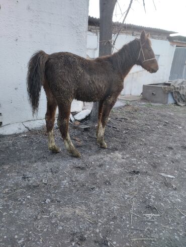 Лошади, кони: Продаю | Жеребенок | Конный спорт | Племенные — 9