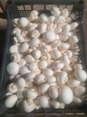 где купить качественный мицелий вешенки: Грибы Шампиньоны