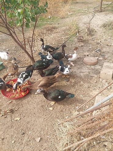 pitbul satisi: Salam lal ördeyler satılır cegileri 2 klodan artıqdı — 1