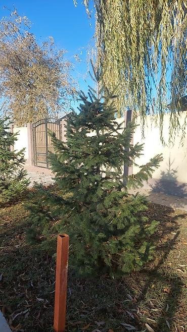 Other decorative tree saplings: Пихта семёнова 6м. Пихта ещё есть от 1 метра до 5метров заказывайте — 3