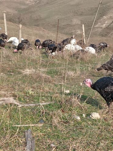 Hinduşka: Məhsul: Hinduşka sürüsü Təsvir: - Şəkillərdə müxtəlif rənglərdə — 7