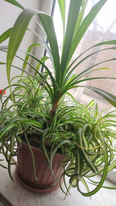 пальма мадагаскарская: Больше комнатное растение пандус и хлорофитум. Самовывоз район Городок