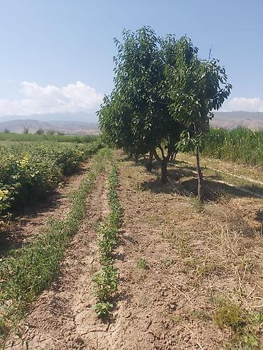 Малина: Продается участок 1 гектар!!! Из которого 60 сотых посажена малина 40 at lalafo.kg — 8 Малина: Продается участок 1 гектар!!! Из которого 60 сотых посажена малина 40 — 8