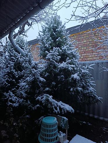 Пихта: Пихты/ели для участка - Живые хвойные деревья, выращенные на — 11