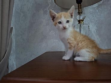 рыжий: Милые котята отправляются в новую семью.😍😍🎁🎁🎁💕💕💕💕 — 2