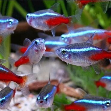 Аквариумы: Мы находимся а Беловодске! Аквариумные рыбки! черепахи тритоны !!!! — 2