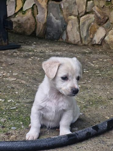İtlər: 2 ay — 2