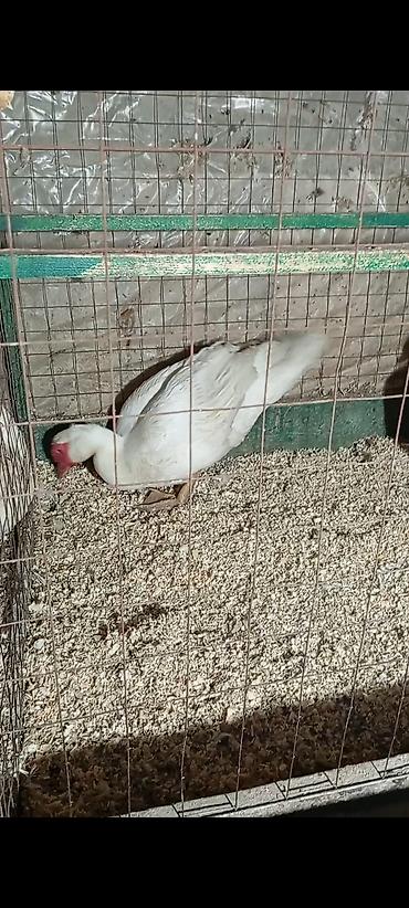 сколько стоит кролик: 🦆 Продаются индоутки тяжёлой линии! ✅ 2 селезня 💪 Тяжёлая линия 🐣 — 3