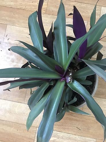 Традесканции: Традесканция ситара (Rhoeo spathacea, синоним Tradescantia spathacea) — 3