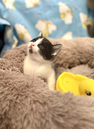 Кошки: Ищем хозяина для молодой кошки и котят. Сима, молодая кошка — 1