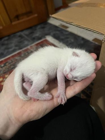 Pişiklər: Siam, Erkək — 11