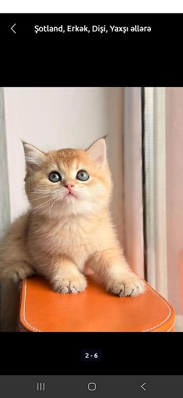 Pişiklər: Şotland — 18