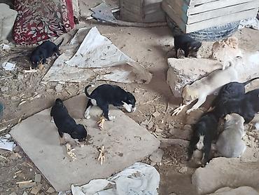 ev itleri ucuz: Balaca it balaları – qarışıq cins - Şəkillərdə ana it və onun — 4