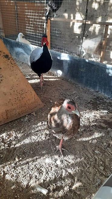 купить фазана: Продам молодых серебряных фазанов — 2