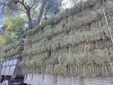 уголь каракече бешсары шабыркуль каражыра доставка бишкек купить фото: Сено в тюках - Прямоугольные тюки, аккуратно связаны шпагатом, удобны