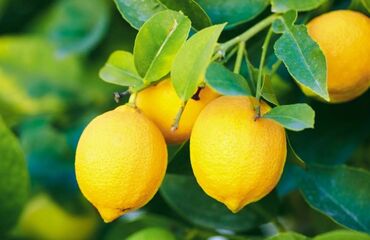 ordubad limonu qiymeti: Mandalin limon feyxo apelsin catirilme var optum Astara meyveleri