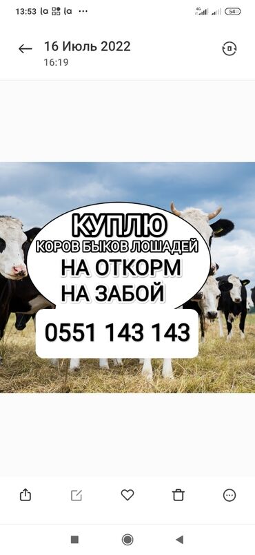 купить лошадь в киргизии: Куплю | Лошади, кони, Другие с/х животные, Коровы, быки | На откорм, Любое состояние, На забой, на мясо